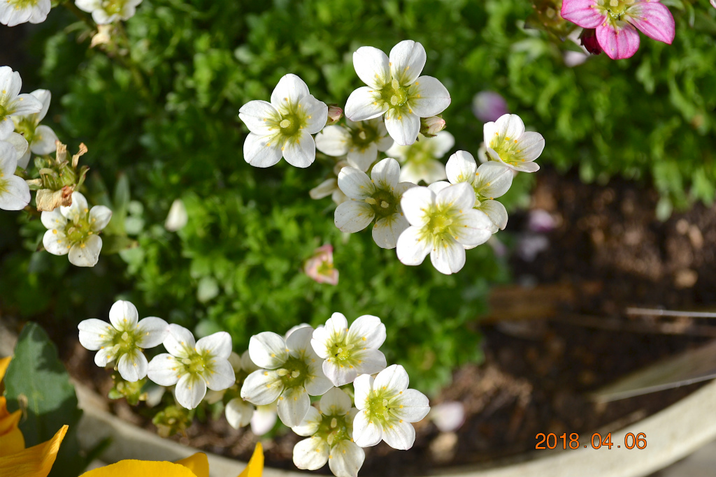 f:id:masatdm1951:20180406092547j:plain