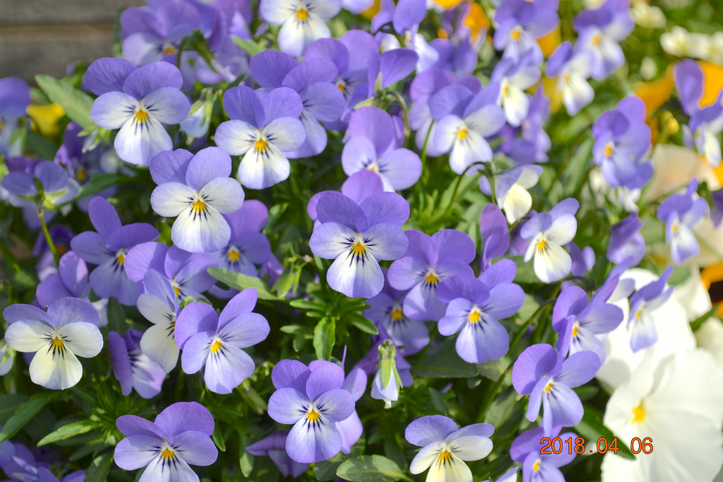 f:id:masatdm1951:20180406092554j:plain