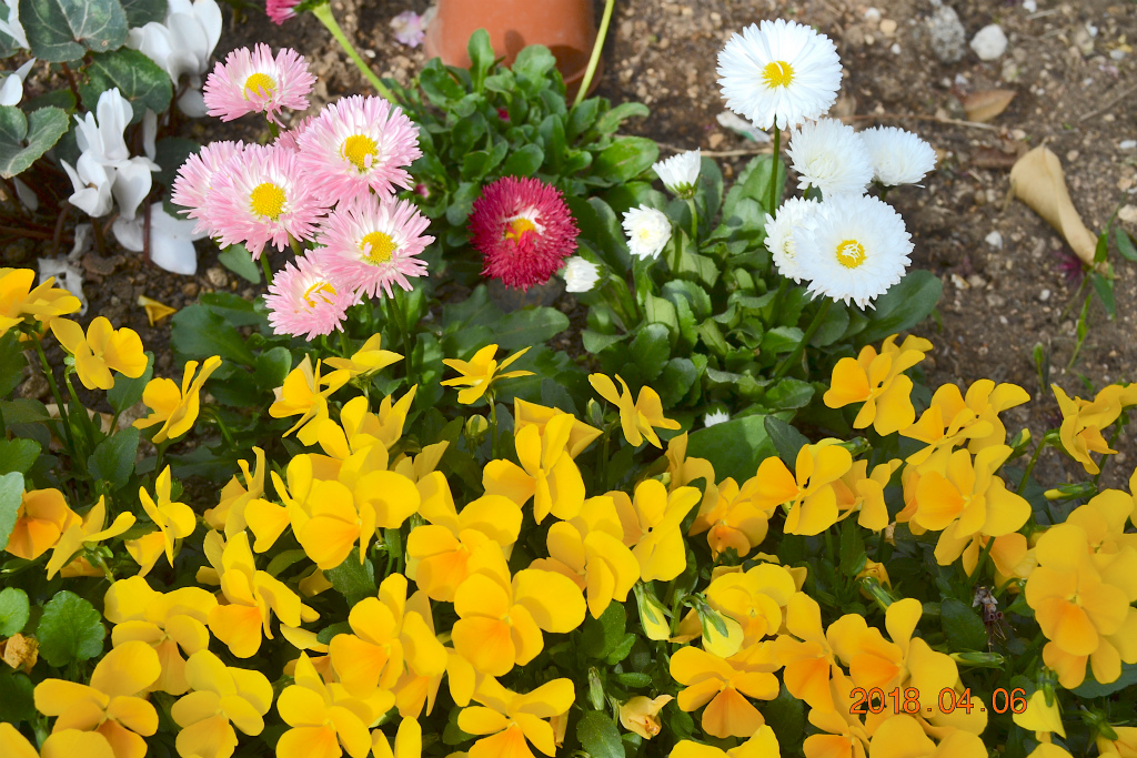 f:id:masatdm1951:20180406092615j:plain