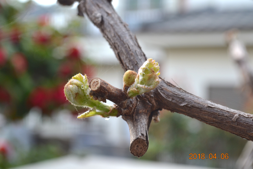 f:id:masatdm1951:20180406092631j:plain