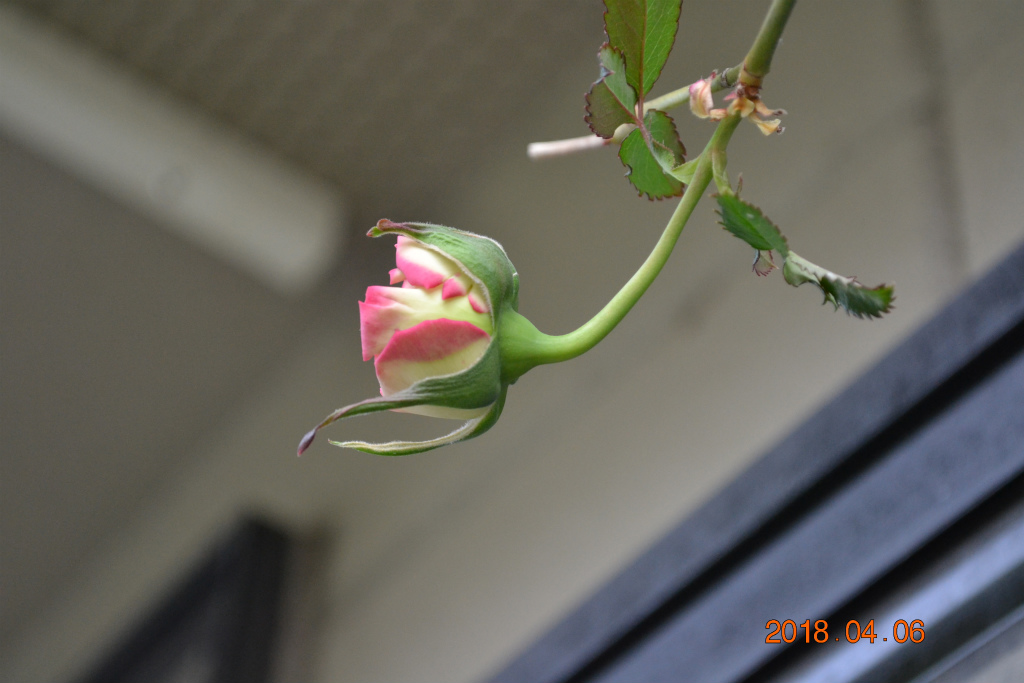 f:id:masatdm1951:20180406095745j:plain