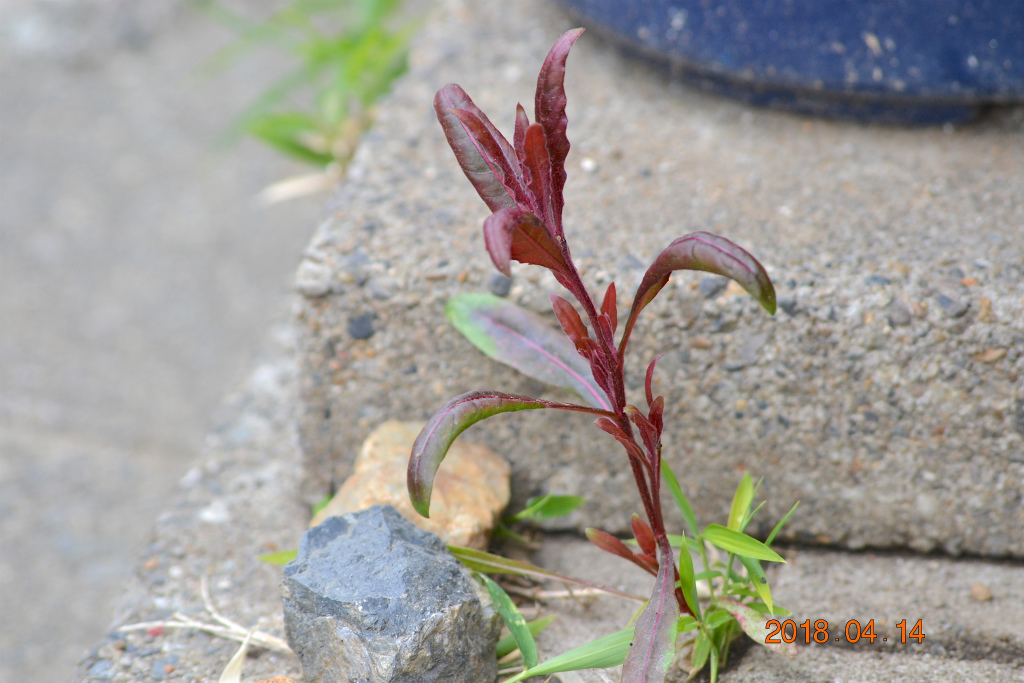 f:id:masatdm1951:20180414230802j:plain