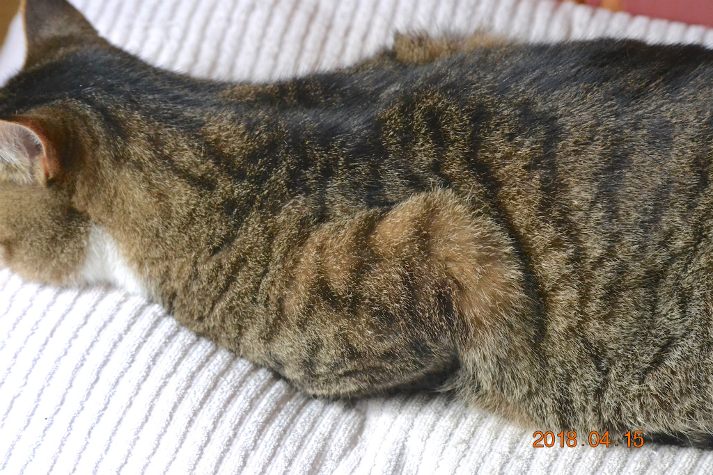 f:id:masatdm1951:20180415185906j:plain f:id:masatdm1951:20180415185906j:plain