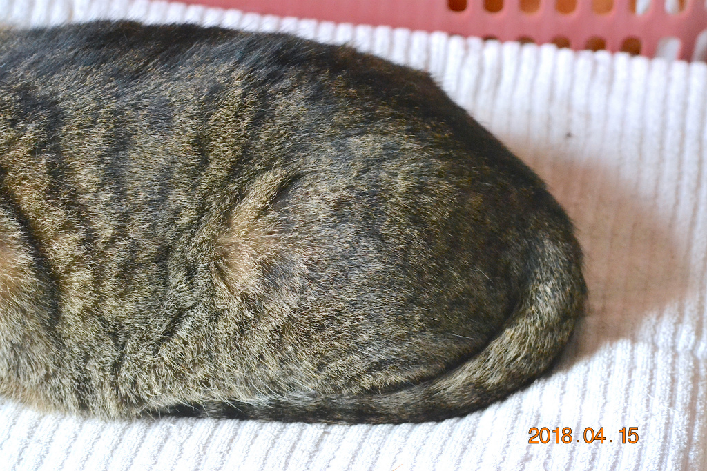 f:id:masatdm1951:20180415185911j:plain f:id:masatdm1951:20180415185911j:plain