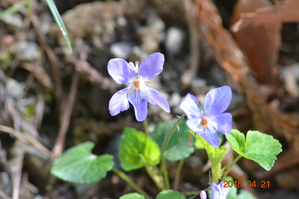 f:id:masatdm1951:20180421165041j:plain