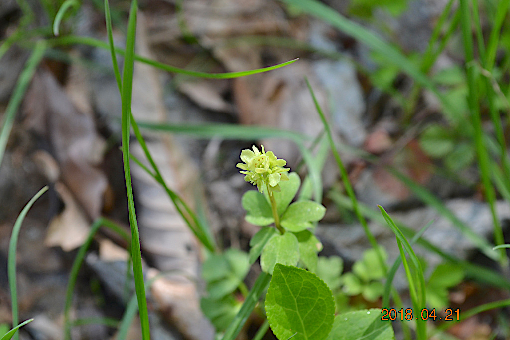 f:id:masatdm1951:20180421165050j:plain