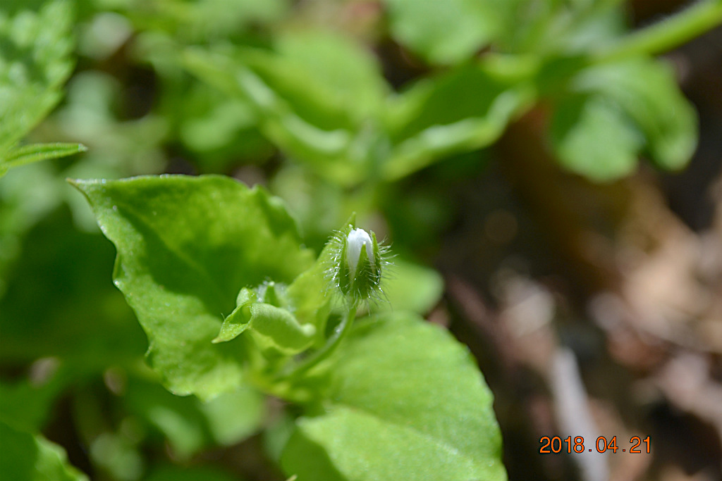 f:id:masatdm1951:20180421165144j:plain