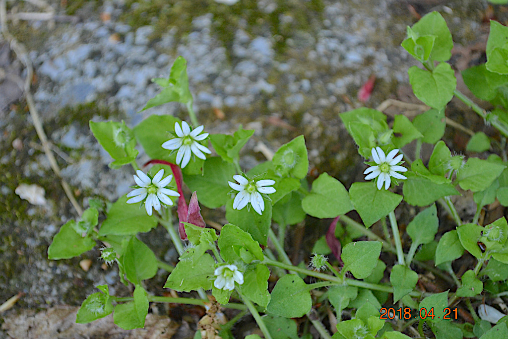 f:id:masatdm1951:20180421165152j:plain