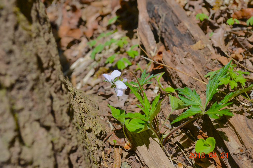 f:id:masatdm1951:20180421190229j:plain