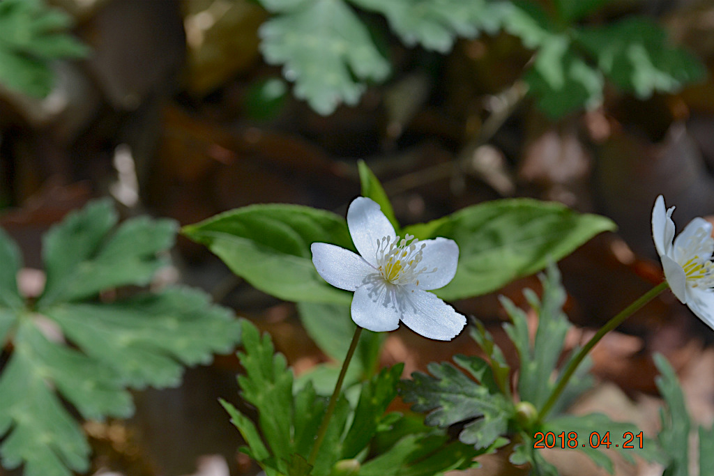 f:id:masatdm1951:20180421190242j:plain