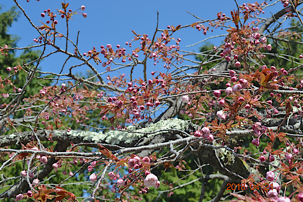 f:id:masatdm1951:20180421190300j:plain