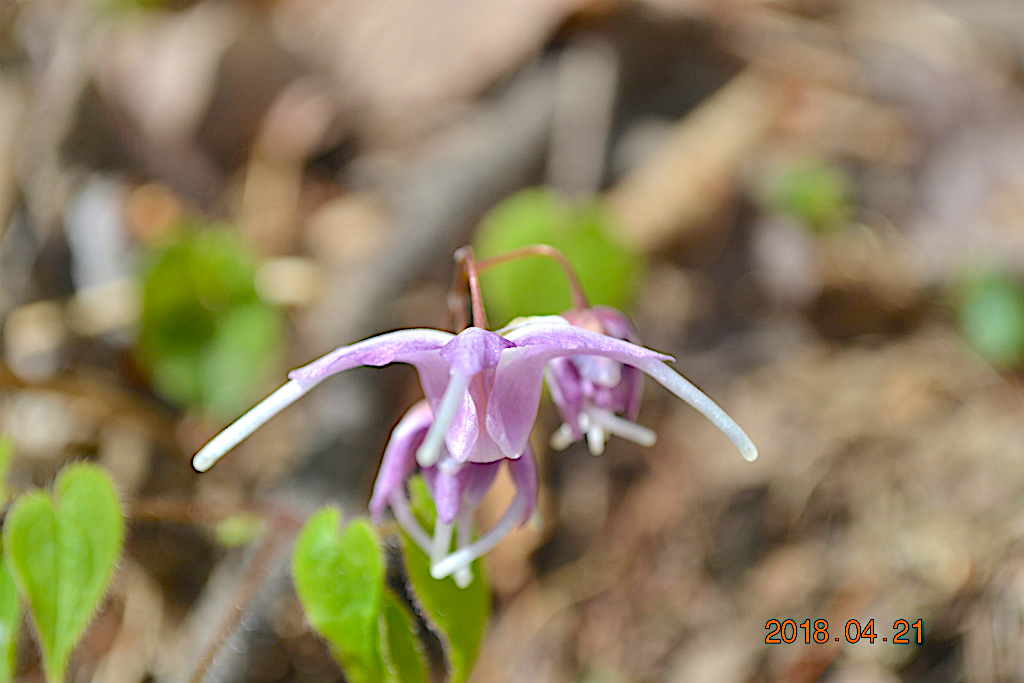 f:id:masatdm1951:20180421190329j:plain