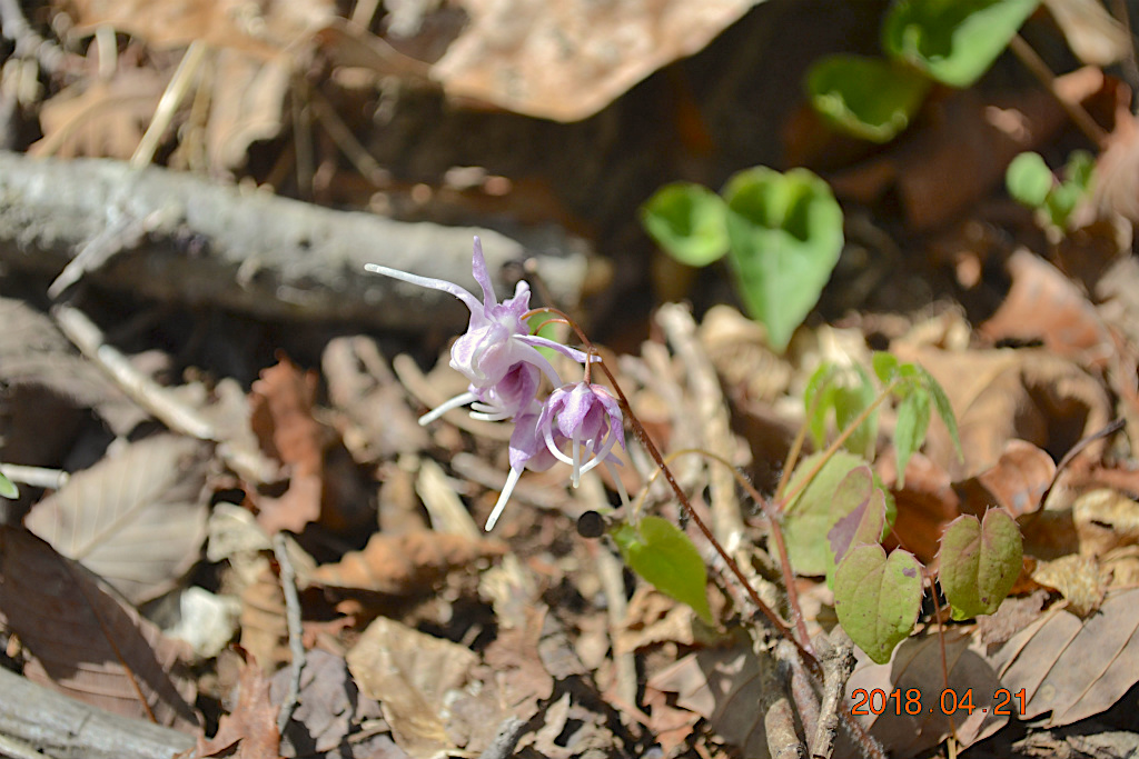 f:id:masatdm1951:20180421190339j:plain