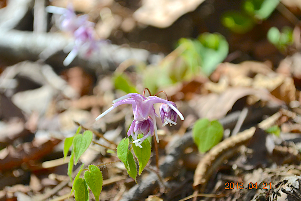 f:id:masatdm1951:20180421190401j:plain