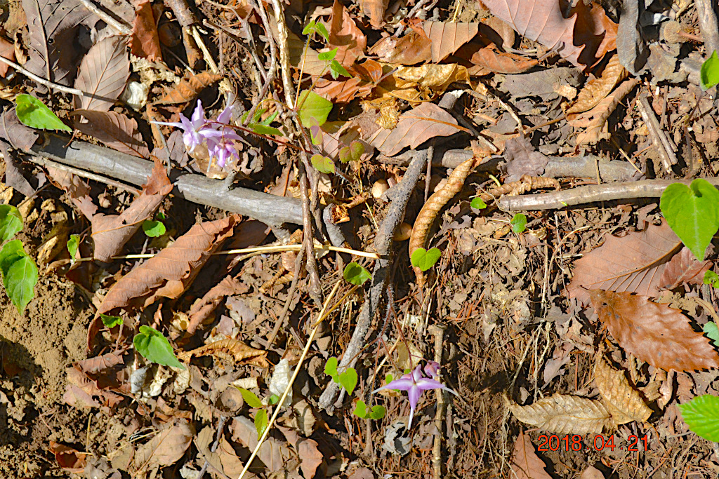 f:id:masatdm1951:20180421190415j:plain