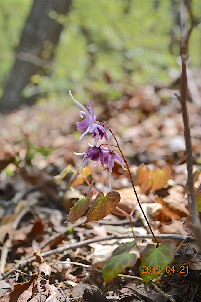 f:id:masatdm1951:20180421190431j:plain