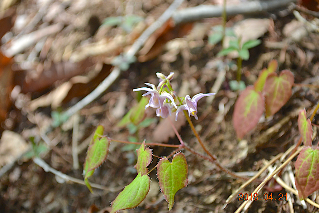 f:id:masatdm1951:20180421190448j:plain