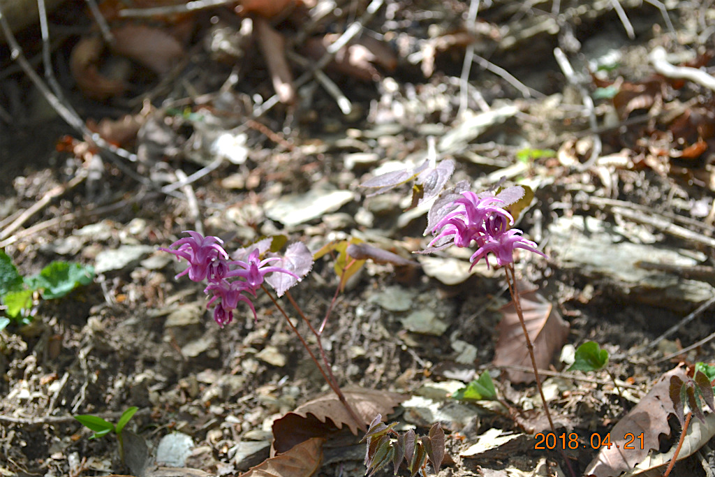 f:id:masatdm1951:20180421190520j:plain