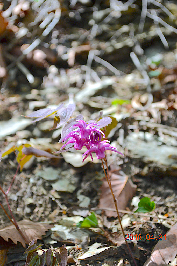 f:id:masatdm1951:20180421190530j:plain