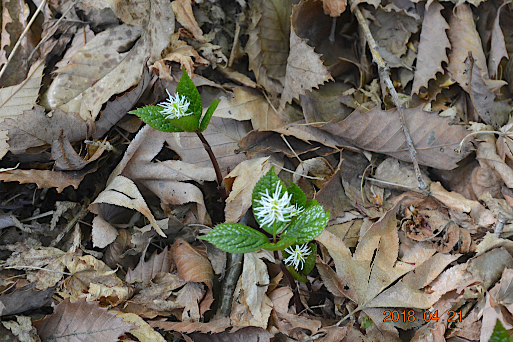 f:id:masatdm1951:20180421190550j:plain