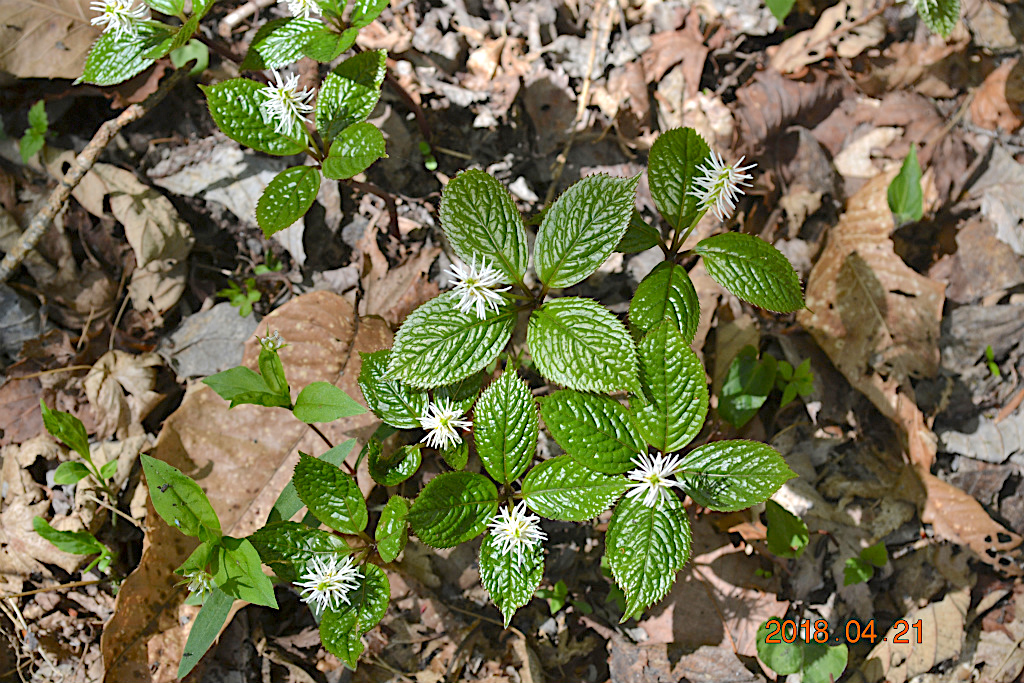 f:id:masatdm1951:20180421190618j:plain