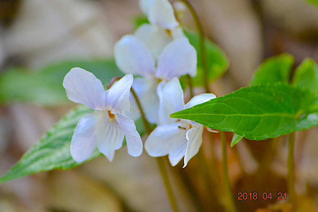 f:id:masatdm1951:20180421190645j:plain