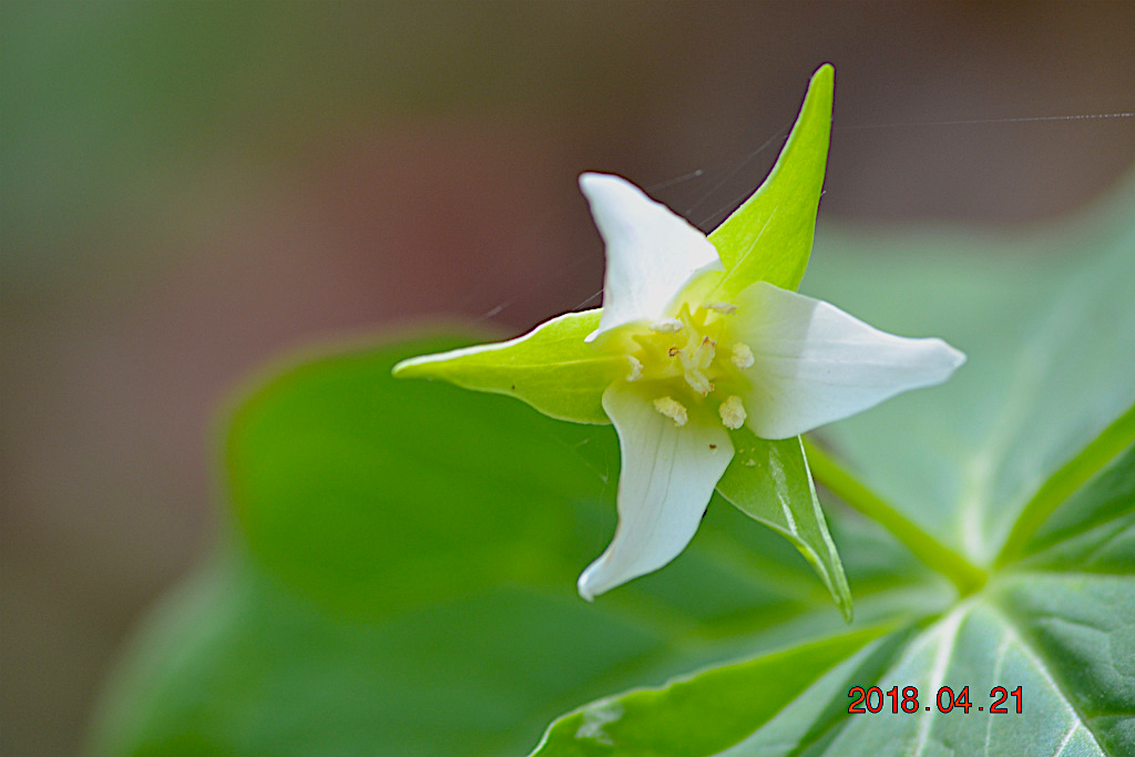 f:id:masatdm1951:20180421190653j:plain