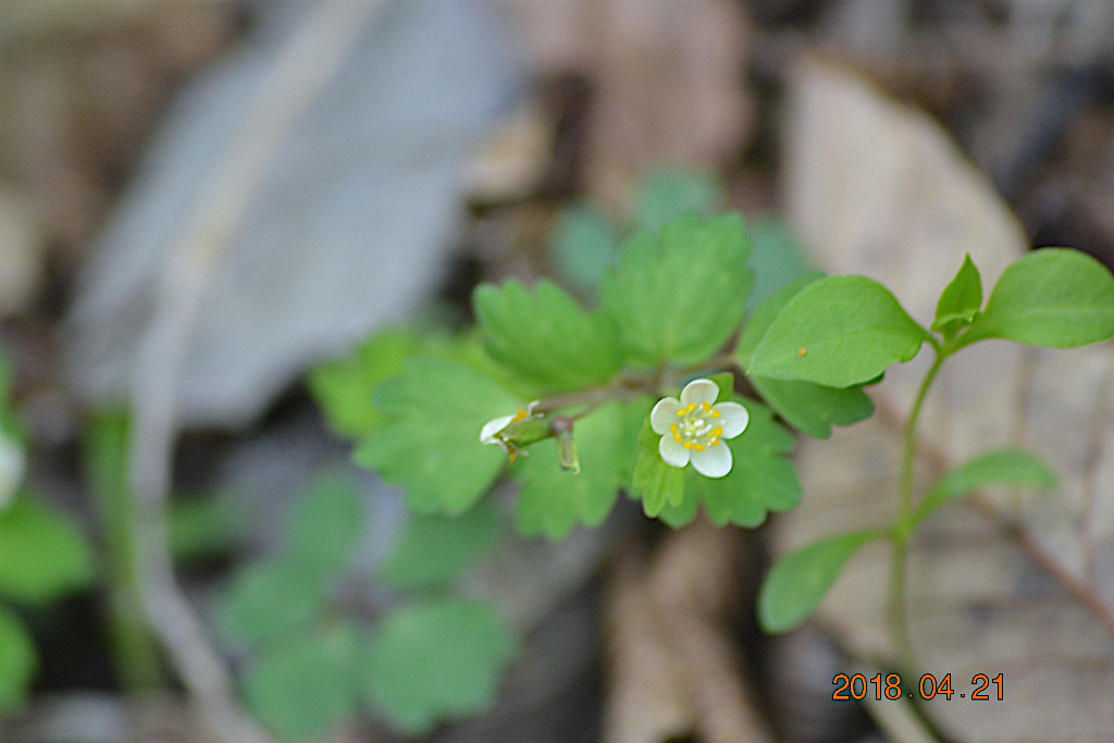 f:id:masatdm1951:20180421190734j:plain