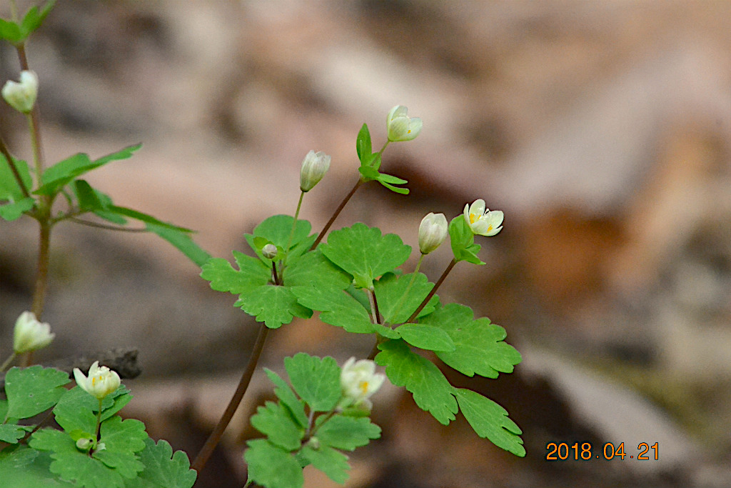 f:id:masatdm1951:20180421190821j:plain