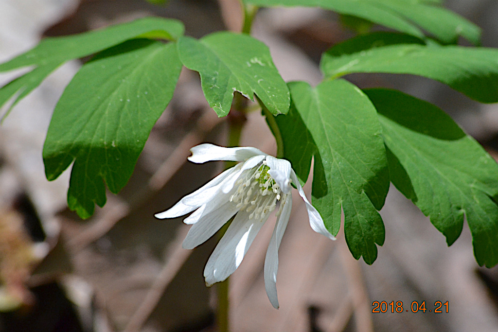 f:id:masatdm1951:20180421190831j:plain