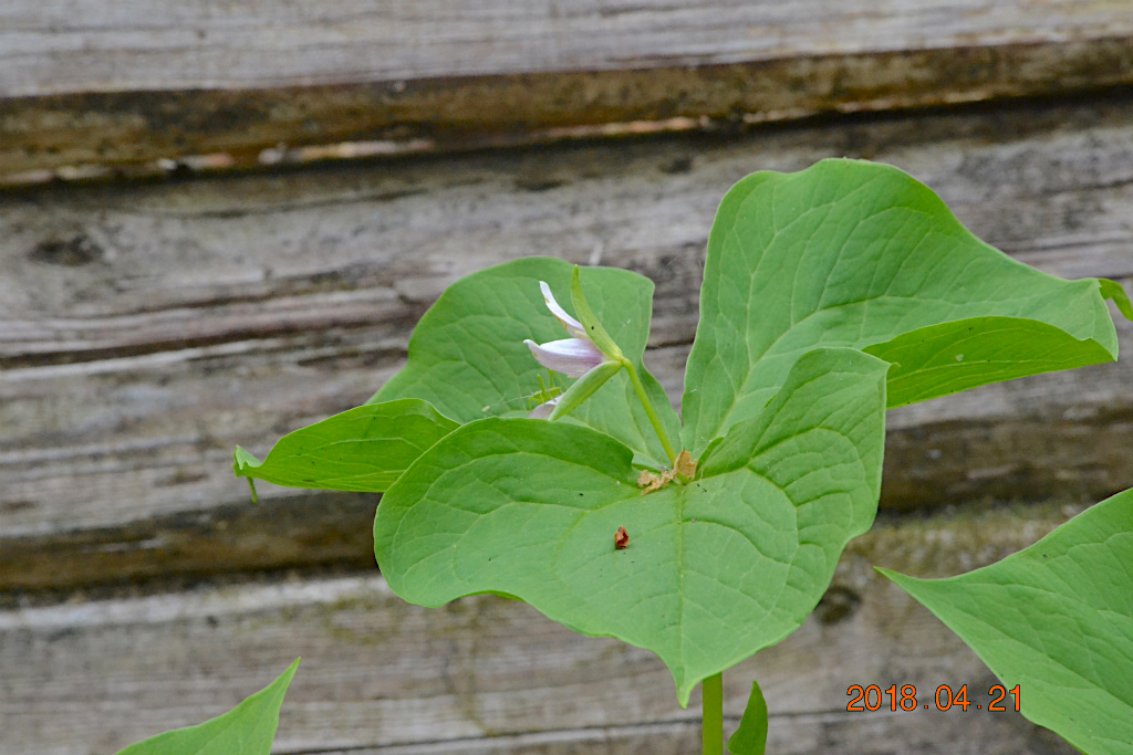 f:id:masatdm1951:20180421190917j:plain