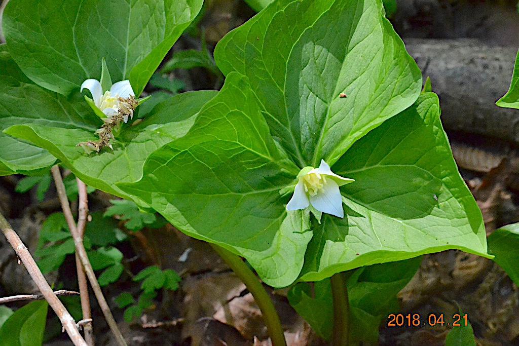 f:id:masatdm1951:20180421190940j:plain