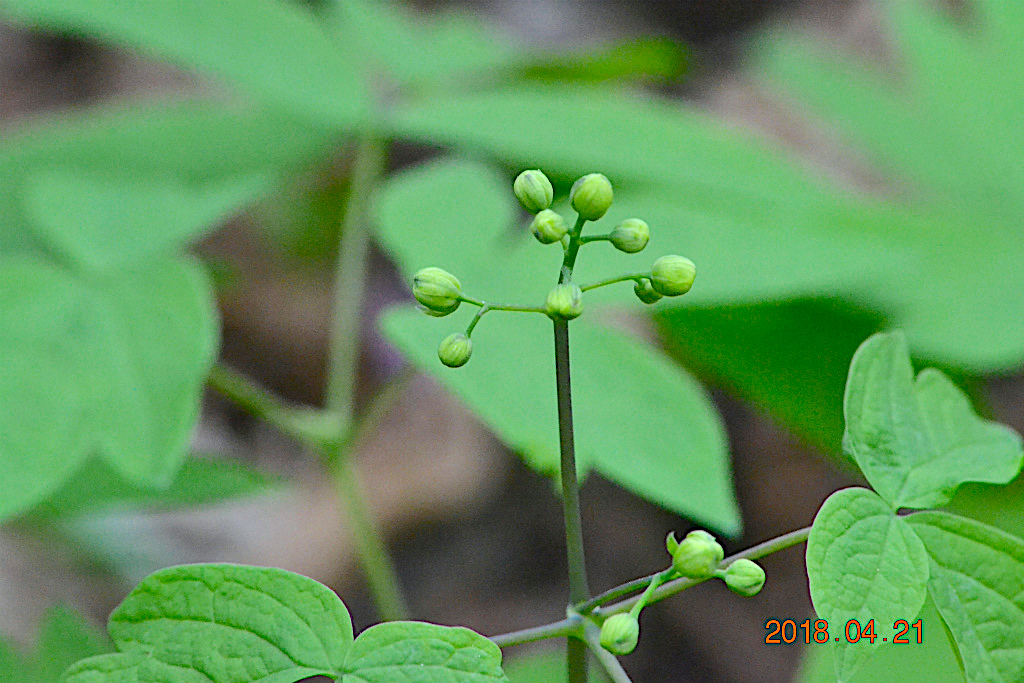 f:id:masatdm1951:20180421190957j:plain