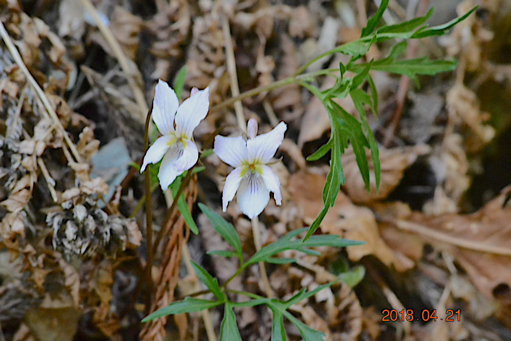 f:id:masatdm1951:20180421191036j:plain