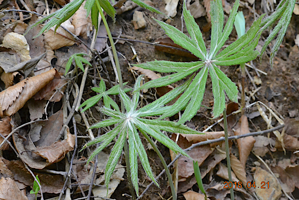 f:id:masatdm1951:20180421191047j:plain