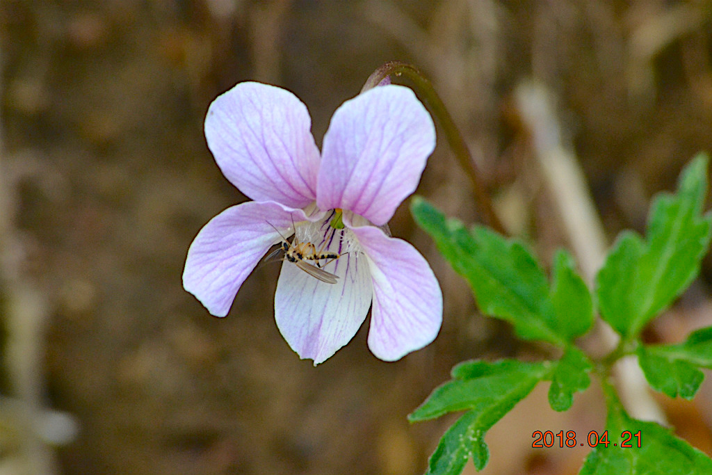 f:id:masatdm1951:20180421191100j:plain