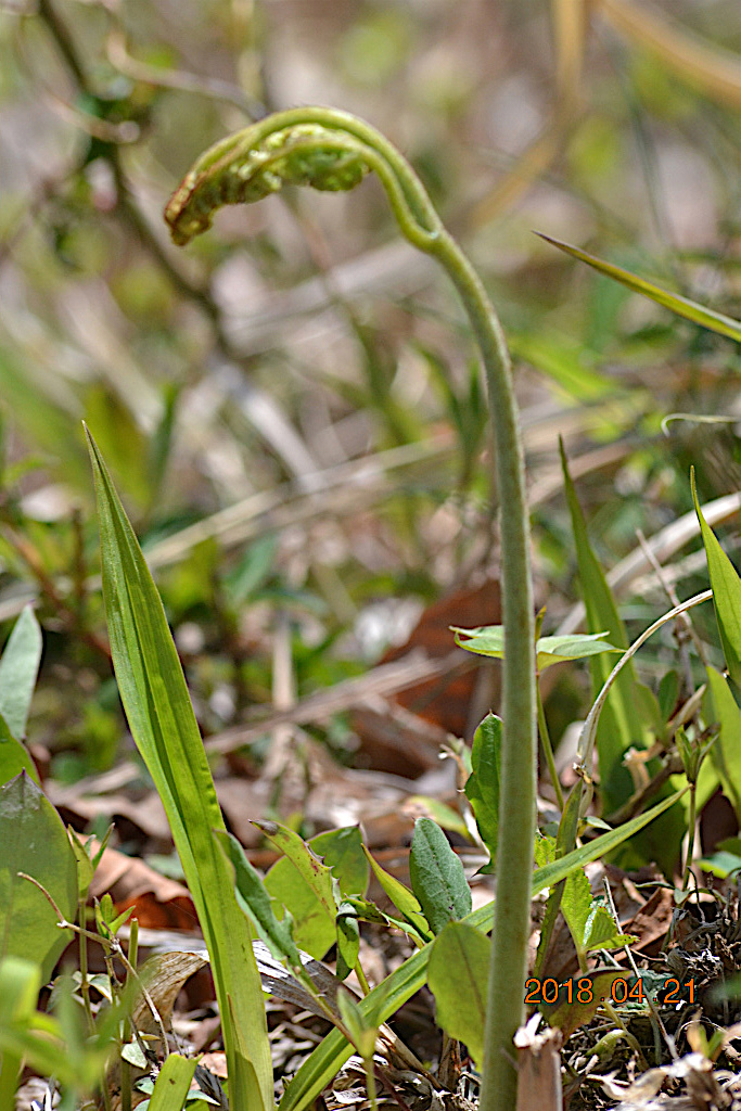 f:id:masatdm1951:20180421191124j:plain