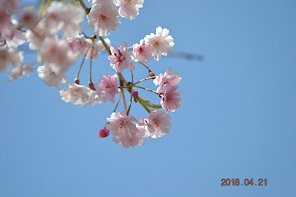 f:id:masatdm1951:20180421191148j:plain