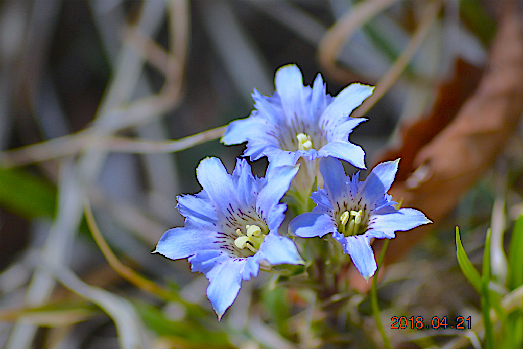 f:id:masatdm1951:20180421191202j:plain