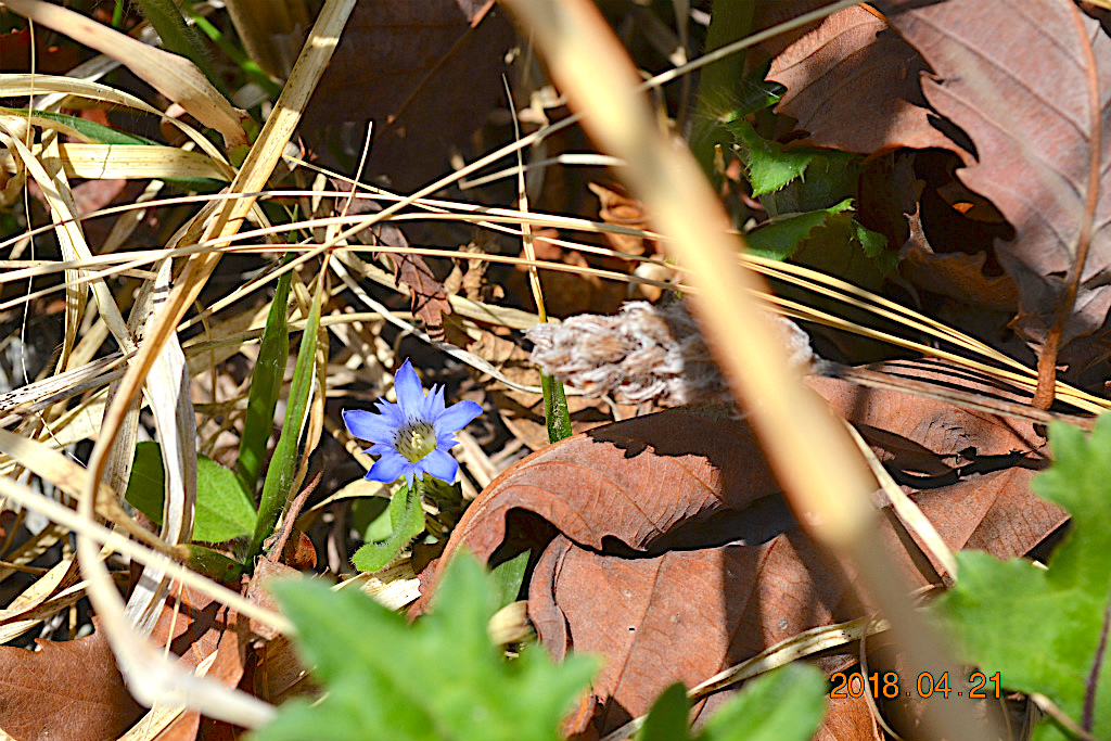 f:id:masatdm1951:20180421191214j:plain