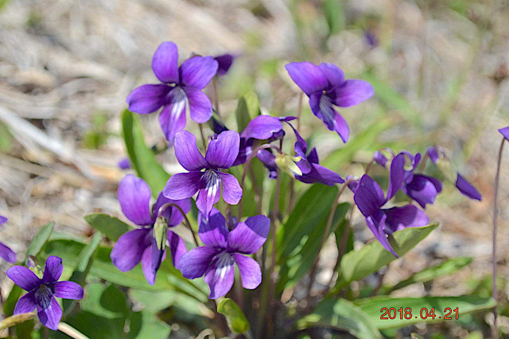 f:id:masatdm1951:20180421191243j:plain