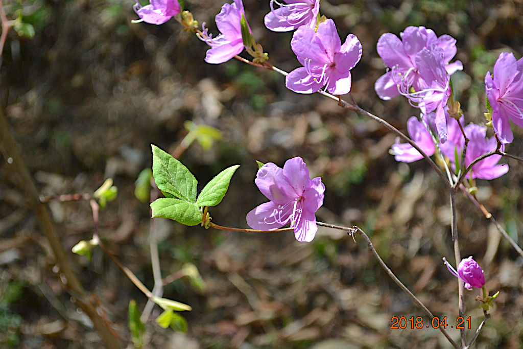 f:id:masatdm1951:20180421191327j:plain