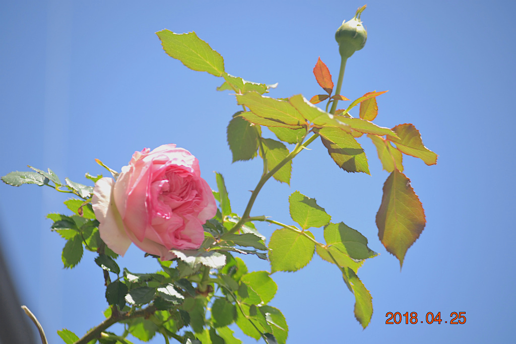 f:id:masatdm1951:20180425211932j:plain