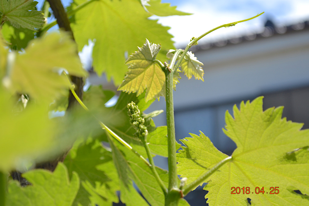 f:id:masatdm1951:20180425212018j:plain