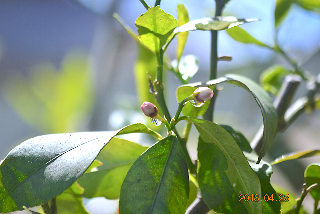 f:id:masatdm1951:20180425212032j:plain