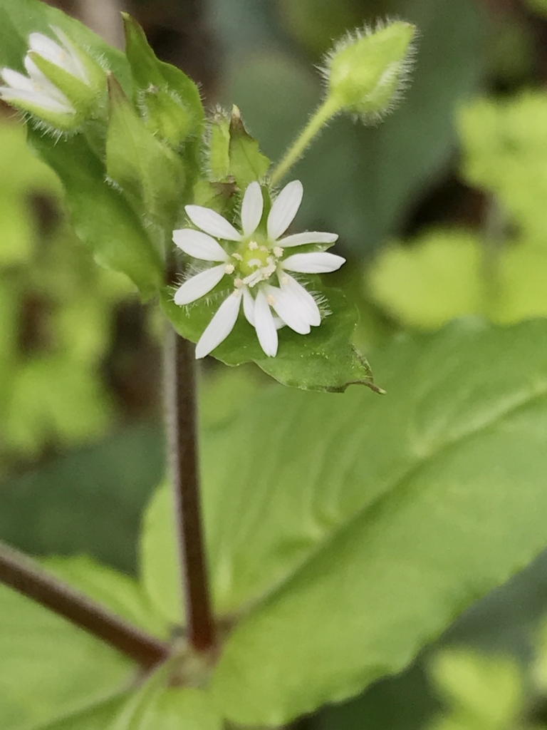 f:id:masatdm1951:20180427110708j:plain f:id:masatdm1951:20180427110708j:plain