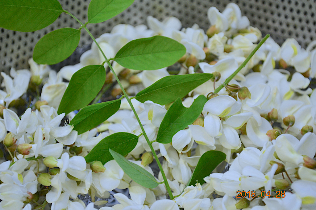 f:id:masatdm1951:20180428183228j:plain