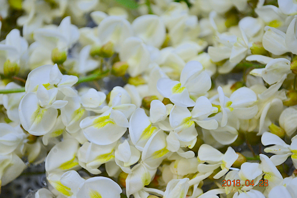 f:id:masatdm1951:20180428183231j:plain