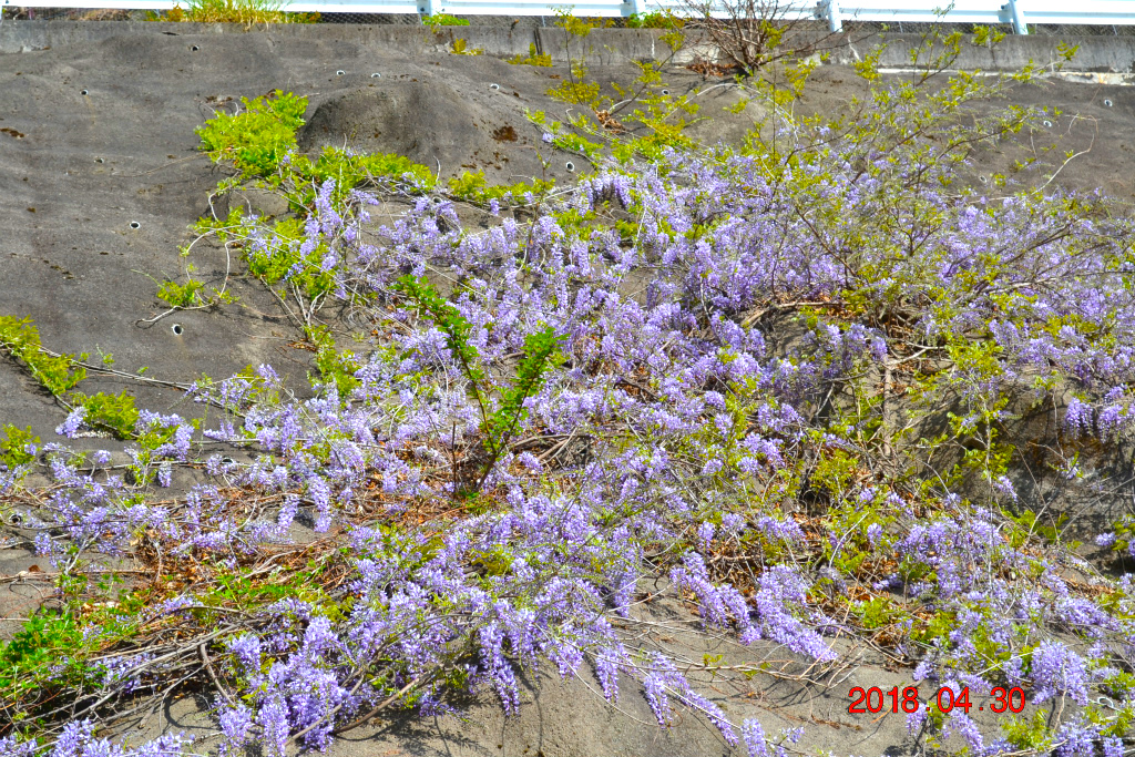 f:id:masatdm1951:20180502160757j:plain f:id:masatdm1951:20180502160757j:plain