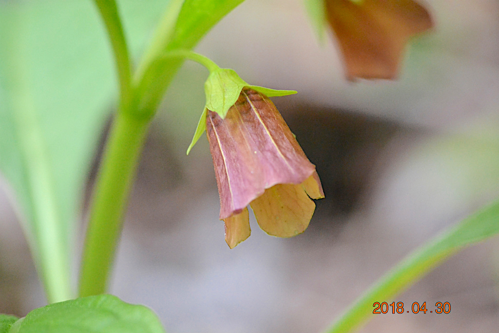 f:id:masatdm1951:20180502161054j:plain f:id:masatdm1951:20180502161054j:plain